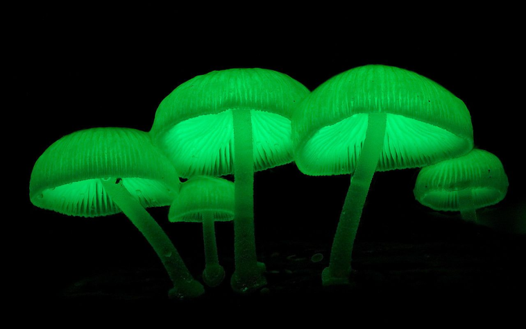 Mycena chlorophos