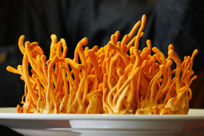 Cordyceps militaris